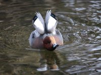 0006 (Pfeifente M (BK)